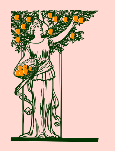 Lady colhendo laranjas