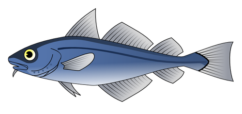 Codfish vector illustration