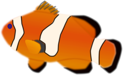 Amphiprion percula peşte vector illustration