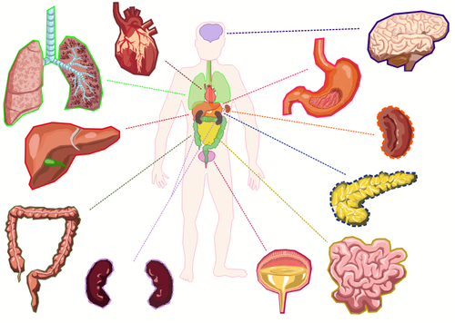Organer i menneskekroppen