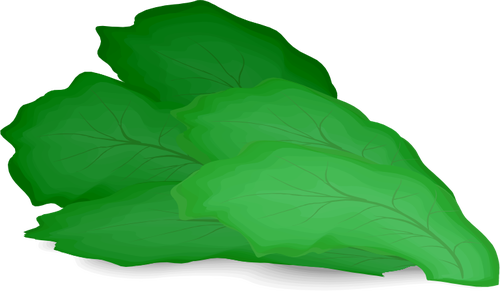 Foglia di insalata verde