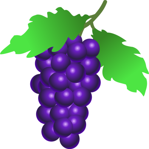 Illustration Vestor de raisins mûrs