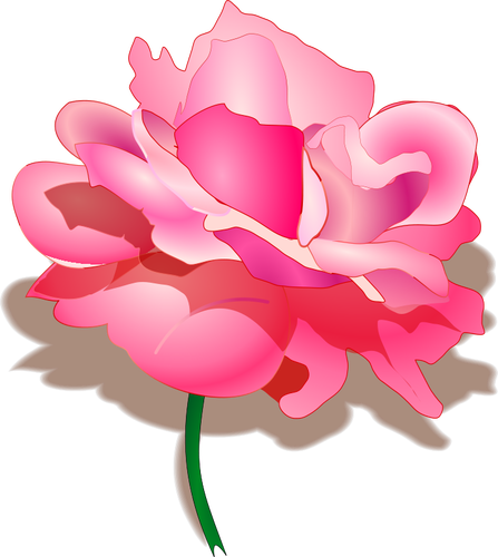 Růže vektorové grafiky