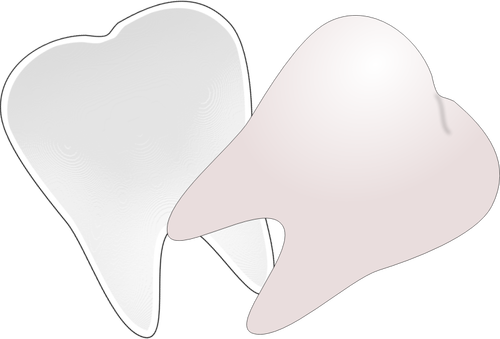 歯の半分のベクター描画でカット