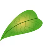 Мясистые зеленый лист