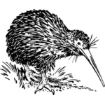 Kiwi bird vector image