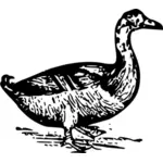 Duck vector drawing