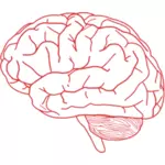 Vektorbild sida syn på mänskliga hjärnan i rosa