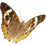 Immagine di vettore della farfalla dell'ippocastano