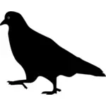 Immagine di piccione a piedi sagoma vettoriale
