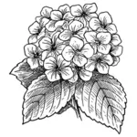 Hortensia vector illustraties