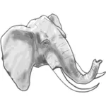 Contorno gráficos vectoriales de elefante