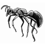 Imagen vectorial de hormiga