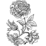 Illustrazione vettoriale di grande rosa in bianco e nero