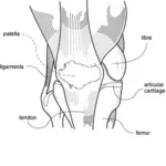 Vector de dibujo de diagrama de la rodilla