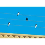 Birds standing on wires vector clip art