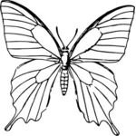 Butterfly sketch