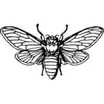 Cicada image