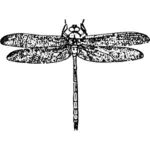 Libelle-Abbildung