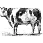 Bull szkicu