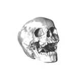 Immagine del cranio sbadiglio