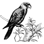 Czarno-białe papuga