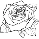 Изложил Роза изображение