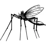 Mosquito in black and white