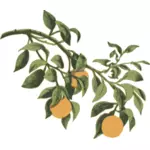 Sinaasappelen op een tak