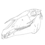 Image vectorielle d'os tête de cheval