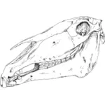 Ilustracja wektorowa czaszki konia