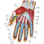 Анатомия руки