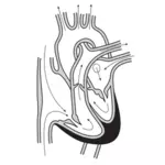 심장과 심장 챔버를 통해 혈액 흐름의 과정의 벡터 이미지.