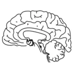 Человеческий мозг векторное изображение