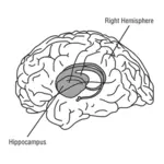 Hjärnan vektor illustration