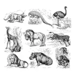 Africká zvířata vektorové kolekce