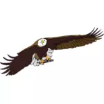 Bald eagle vectorafbeeldingen