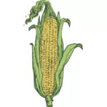 Klas kukuřice vektorový obrázek barvy
