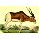 Antilop i skogen
