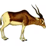 Antilope vektor illustrasjon
