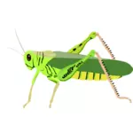 Bug vert
