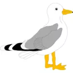 Gambar gull dengan bulu abu-abu