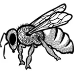 Wektor zarys rysunek Bee