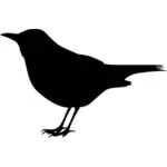 Musta lintu siluetti