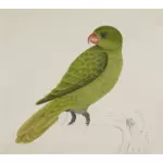 Pasăre cu pene verzi pe un arbore ramură de desen vector