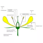 Kaavio kukkavektorikuvasta