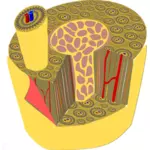 Microscopische anatomie van menselijk bot vector graphics
