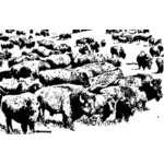 Bufalo sürüsü