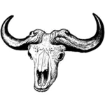 Cráneo de búfalo
