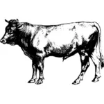 Bull szkic obrazu